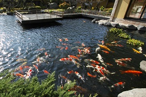 伊豆長岡温泉すみよし館の水庭は、最高です。